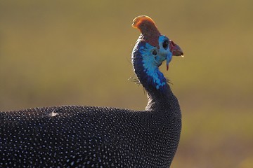 Image showing Guineafowl