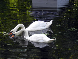 Image showing Two mute swans