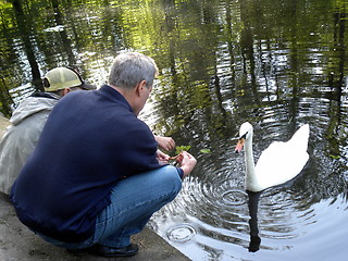 Image showing Mute swan makes a living from hands