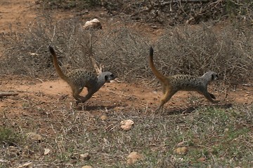 Image showing Meerkat Running