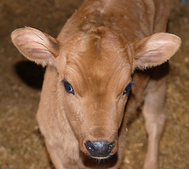 Image showing Young Calf