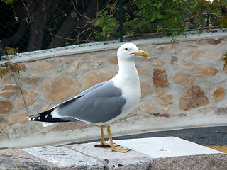 Image showing Great albatross in Cannes