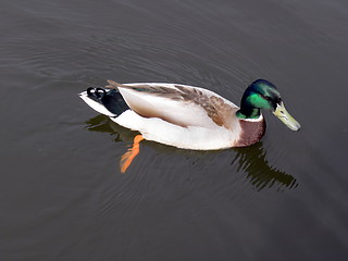 Image showing Mallard (Wild duck) in Charlottenburg