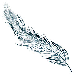 Image showing Blue feather