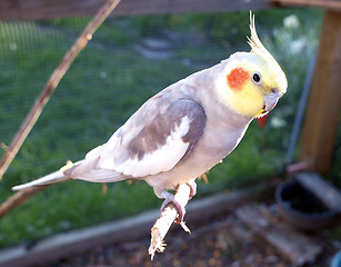 Image showing Cockatiel