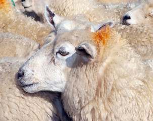 Image showing Ewe