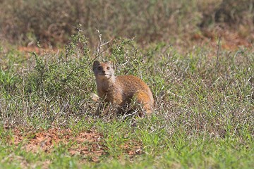 Image showing Yellow-tail Mongoose