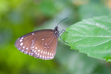 Image showing Butterfly