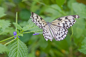 Image showing Butterfly