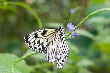 Image showing Butterfly