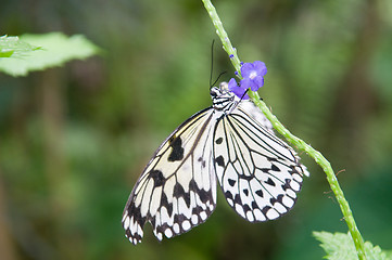 Image showing Butterfly