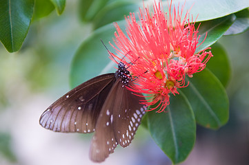 Image showing Butterfly