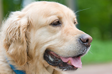 Image showing Golden Retriever