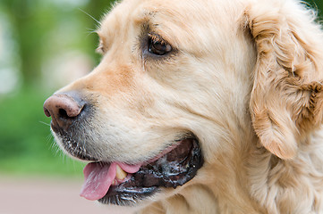 Image showing Golden Retriever