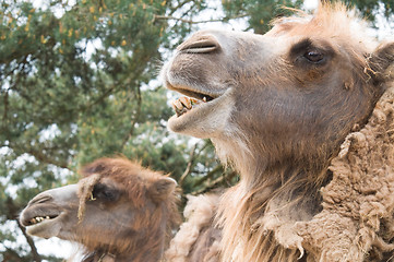 Image showing Two camels