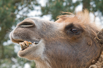 Image showing Camel's Head