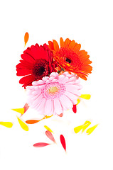 Image showing Gerberas