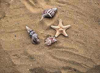 Image showing shells