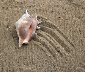 Image showing shell