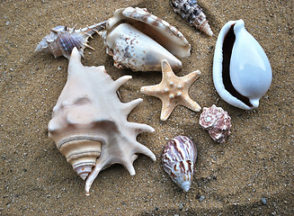 Image showing shells