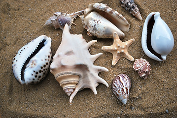 Image showing shells