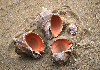 Image showing shells