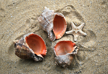 Image showing shells