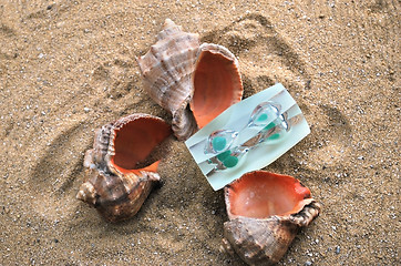 Image showing shells