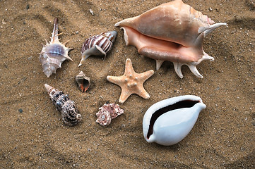 Image showing shells