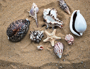 Image showing shells