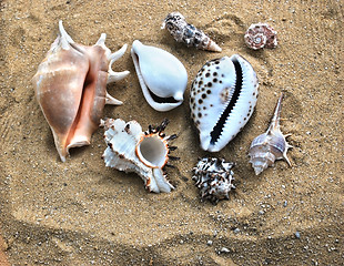 Image showing shells