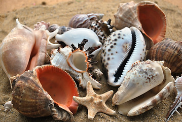 Image showing shells