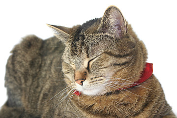 Image showing Cat Portrait
