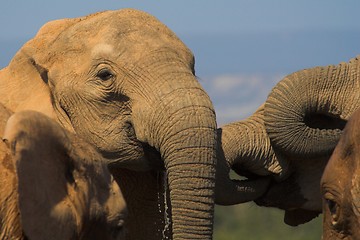 Image showing Thirsty Elephant