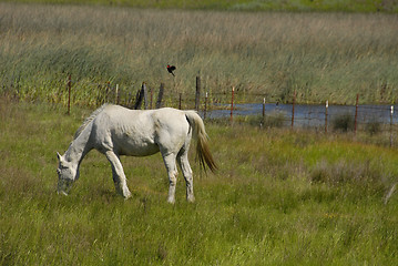 Image showing White horse