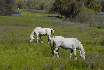 Image showing White horses