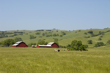 Image showing Cows on a farm