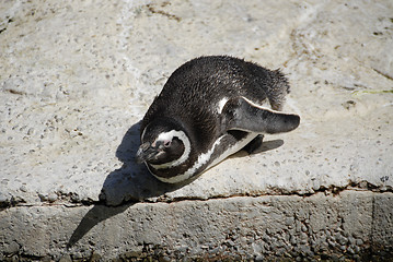 Image showing Magellanic penguin