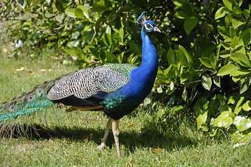 Image showing Peacock