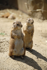 Image showing Prairie dogs