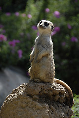 Image showing Meerkat sentry