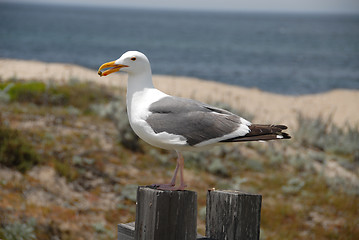 Image showing Seagull