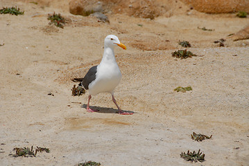 Image showing Seagull