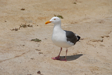 Image showing Seagull