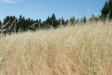 Image showing Brown grasses