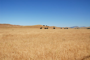 Image showing Grassy field