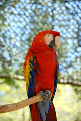 Image showing Parrot