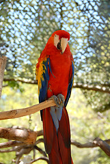 Image showing Parrot