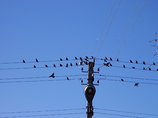 Image showing birds 2