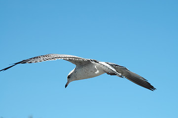 Image showing Seagull